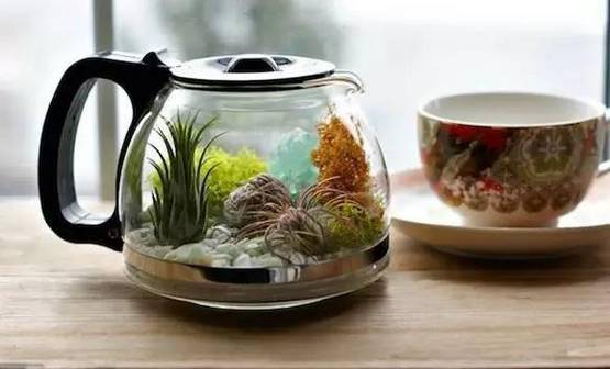 「植物」让种植成为孩子探索自然的起点！【植物角】60种植物角新玩法