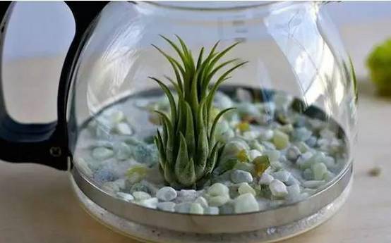 「植物」让种植成为孩子探索自然的起点！【植物角】60种植物角新玩法
