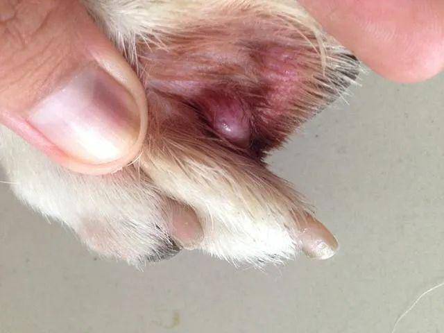狗狗竟然有脚气检查后发现是趾间炎