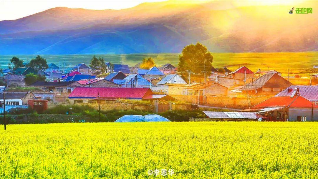 新疆各色花海by0,6月即将美到爆vnmtwr,一条路线串联全部美景