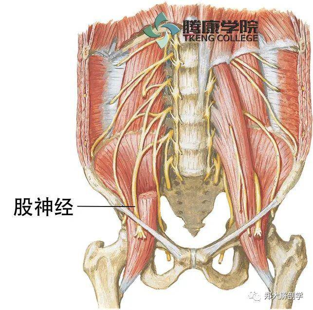 股神胫卡压_脊神经