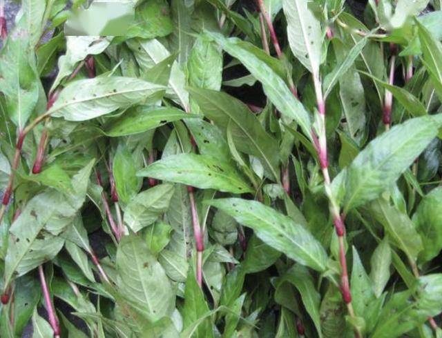 辣蓼草怎么吃 bc4b3a54675c418882f281ca2f2bc6ae.jpeg