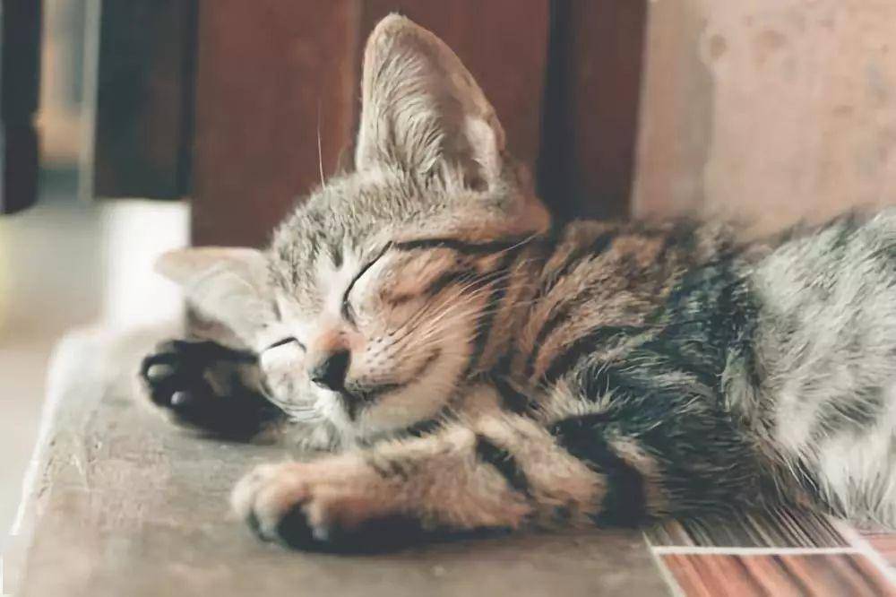 这些猫咪冷知识,你也许不知道!