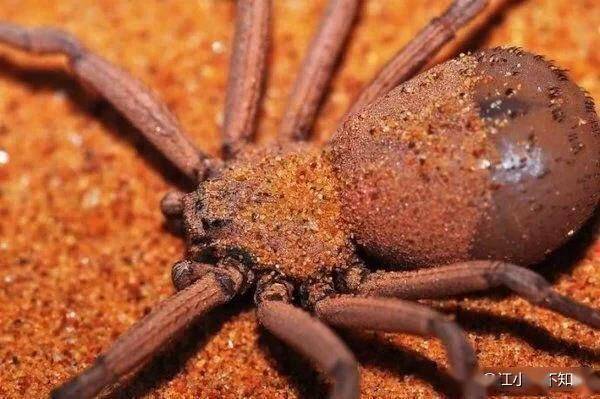 地球上5大最致命的毒蜘蛛黑寡妇在列中国有一例上榜