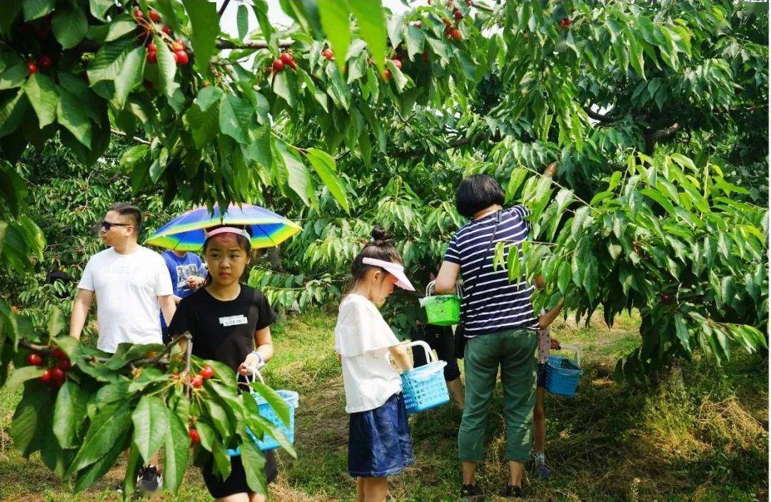 长阳农场绿色生态园-樱桃季开启!