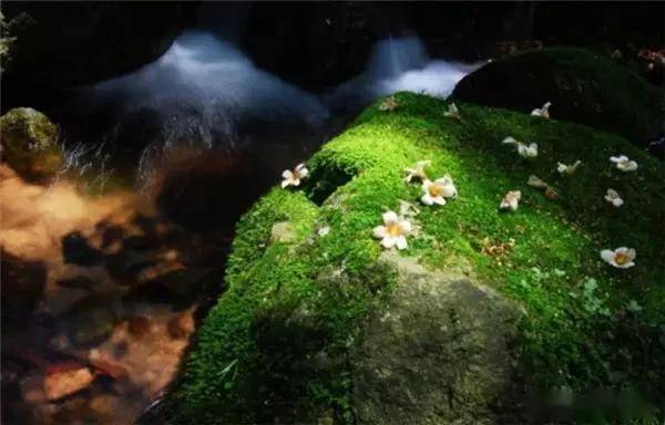 一处青苔，美了一个院子