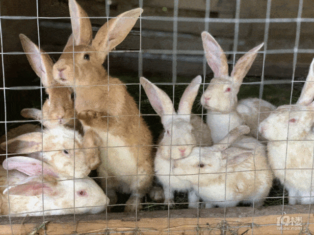 亲青恋你好旧时光田间少年寻爱环游记六一专场相亲会招募啦