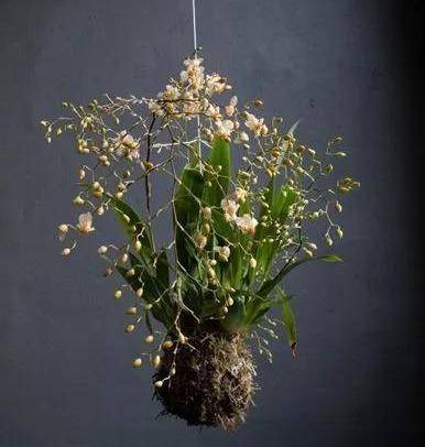 室内绿植推荐小盆 53e6237a6092498bb60ee9c923681cd5.jpeg