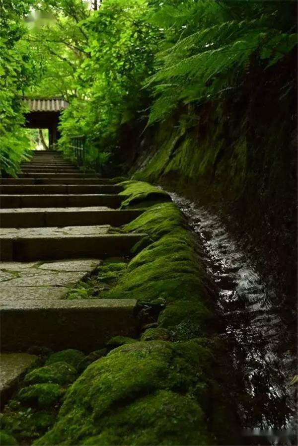 一处青苔，美了一个院子