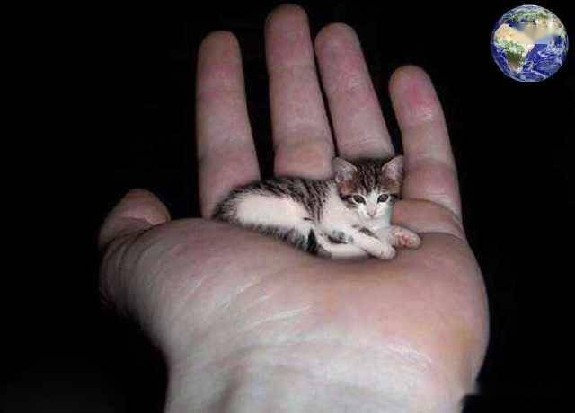 世上最小的猫咪,一只手掌就能托住三只,茶杯都能当成窝睡