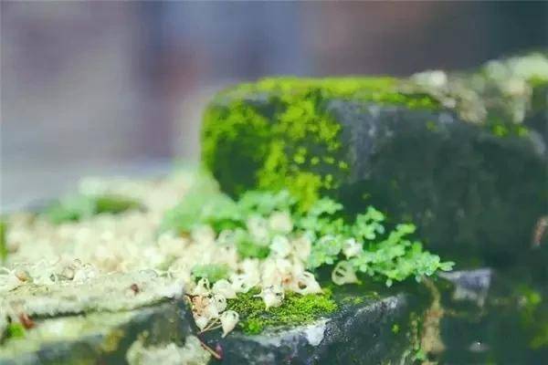 一处青苔，美了一个院子