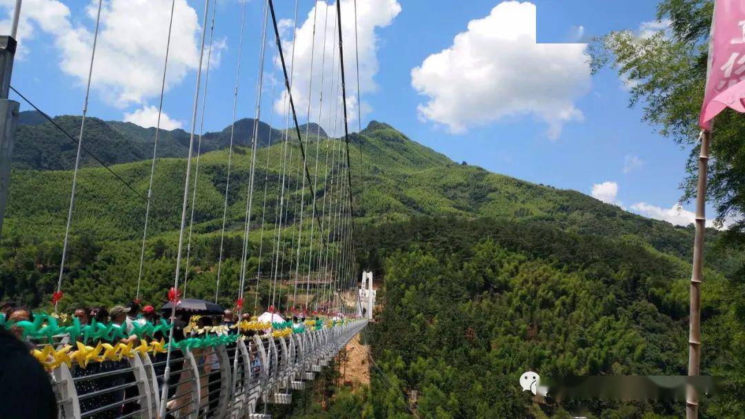 古田阳光政和楠木林中国白茶小镇高空玻璃桥一日游