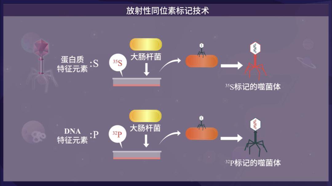 接着,用这些大肠杆菌来培养t2噬菌体,就可以得到分别标记好蛋白质和