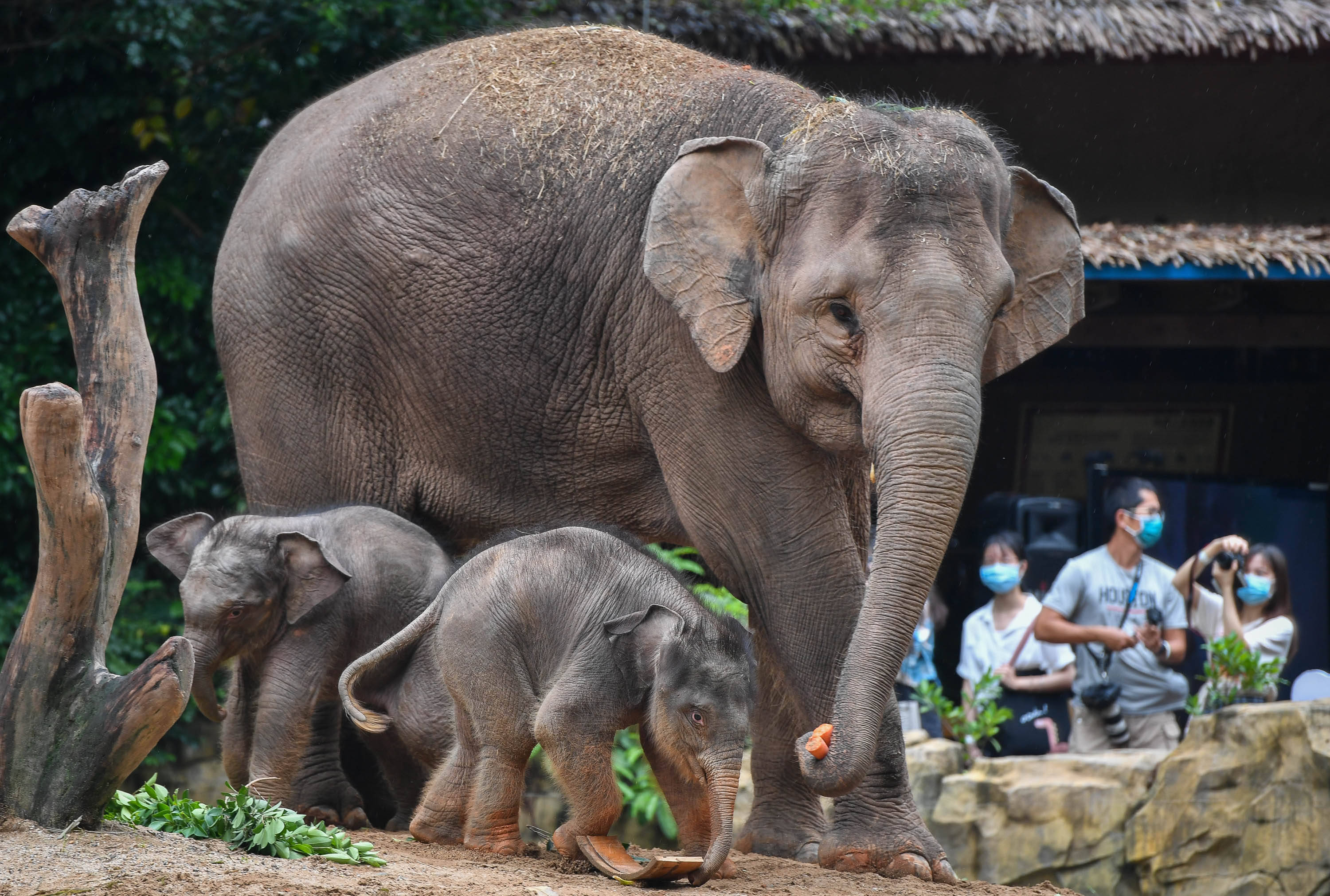 5月27日,广州长隆的新生亚洲象宝宝与妈妈寸步不离.