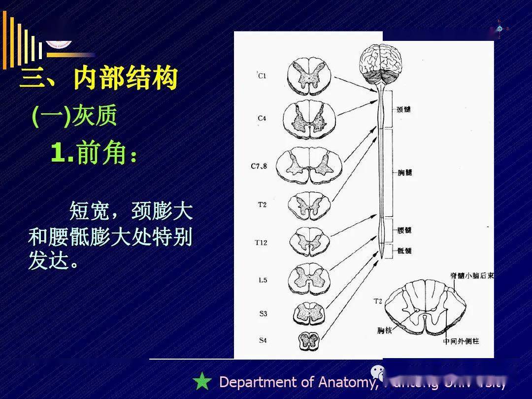 脊髓--精细解剖