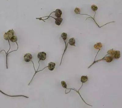 白花蛇舌草花单生或双生于叶腋,水线草花序腋生,多为2-5多排成伞房