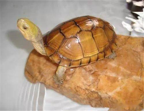 草龟吃不喝怎么办