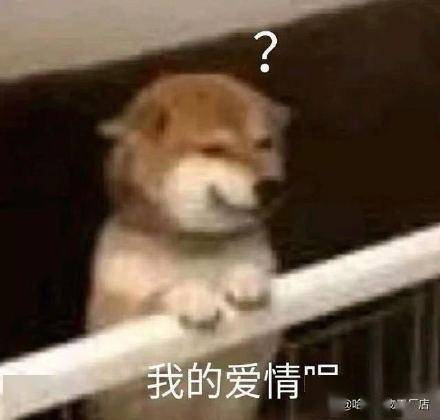 斗图专用柴犬表情包:野心不大 你和天下