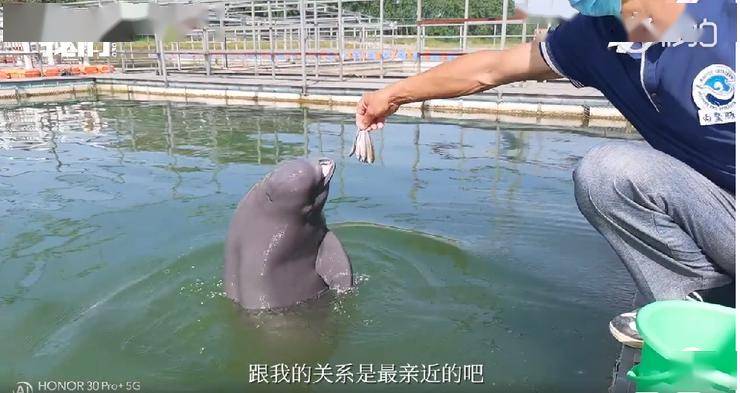 权威媒体发声!新京报携手荣耀30系列呼吁用长焦守护地球的朋友