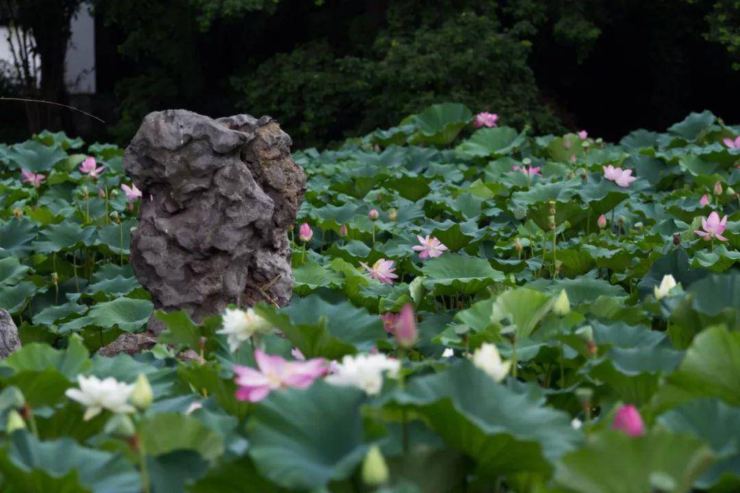 入夏了,等莫愁湖的一池荷花_南京