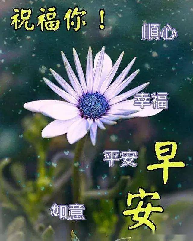 花妩媚,因为蝴蝶在追;梦已醉,因为月色很美,早安