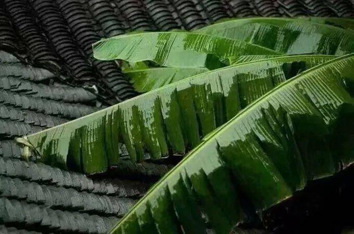 隔窗知夜雨芭蕉先有声