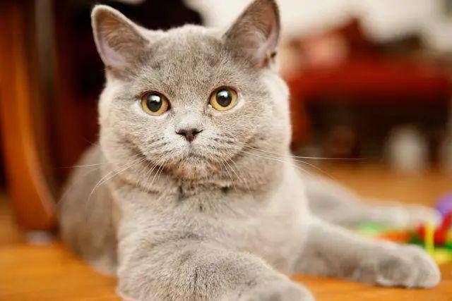 英国短毛猫好养吗，是最好养的猫咪之一吗？