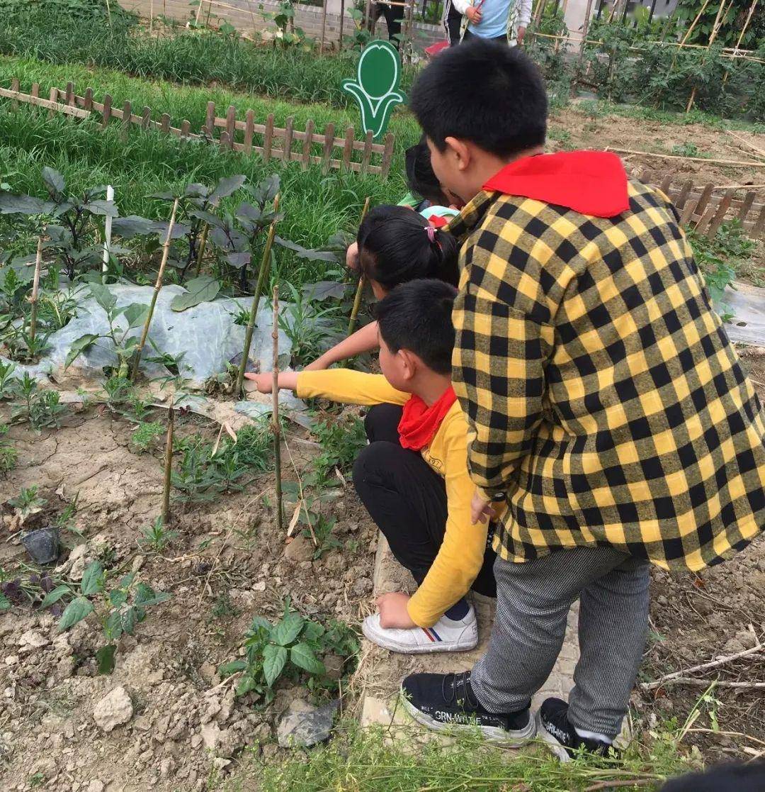 伍佑小学将开心农场搬进校园,让学生体验劳动乐趣