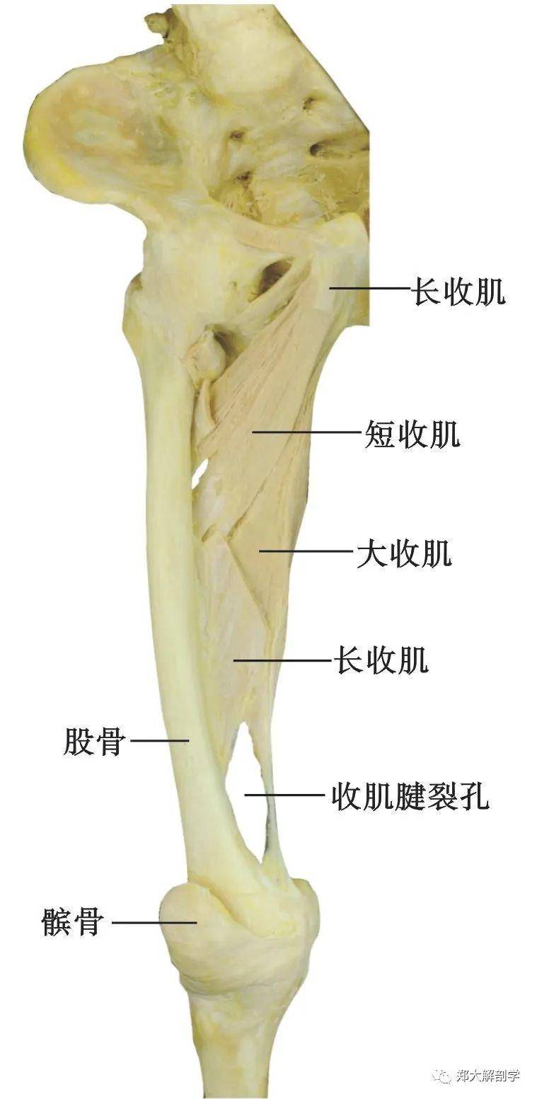 肌裂孔:收肌腱裂孔是指大收肌有一个腱止于股骨内上髁上方的收肌结节