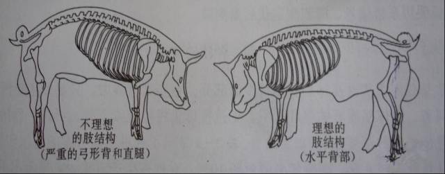 后腿腓节有弯度,这类型的后备母猪较好 :  有严重的弓形背和直腿,是不