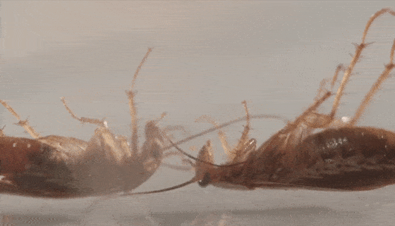 ad2e46b9341148de885ee63b396f9ad9.gif