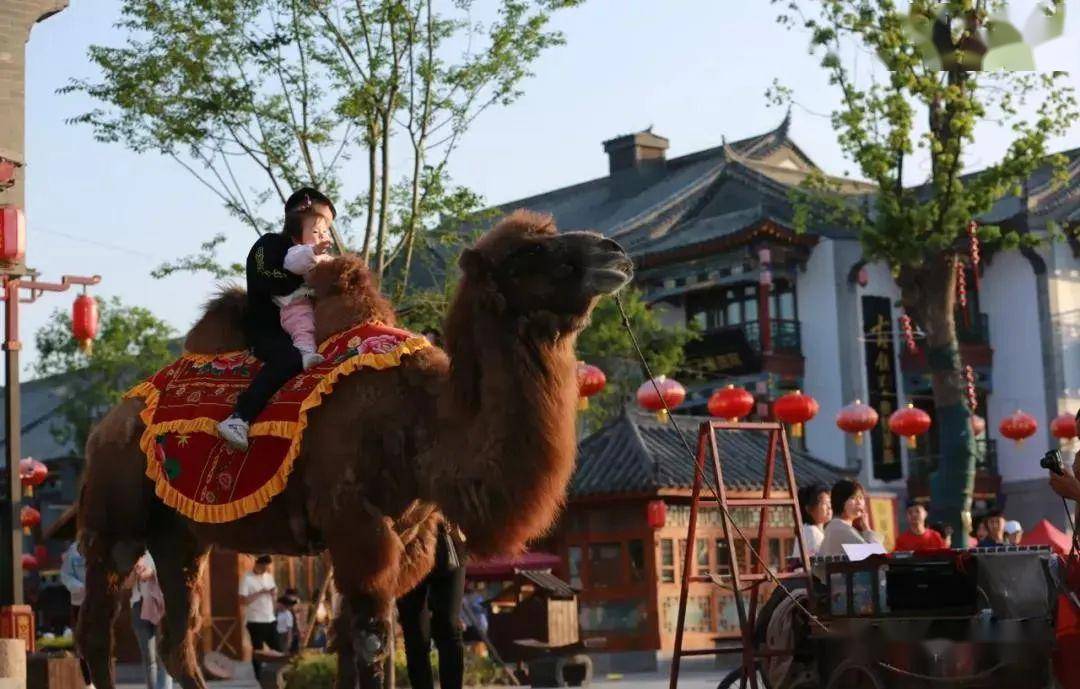 驻马店嵖岈山南海禅寺千亩花海皇家驿站火车空调专列纯玩2日游