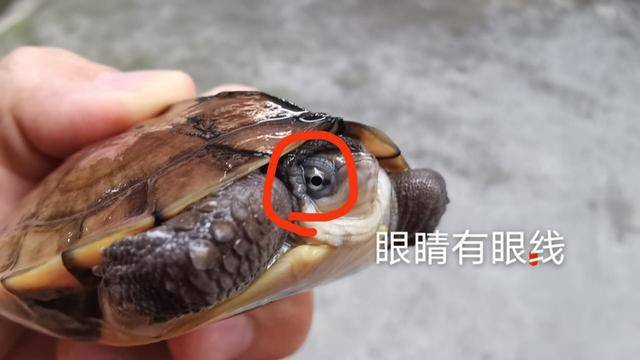 魔眼石金钱龟的基本介绍