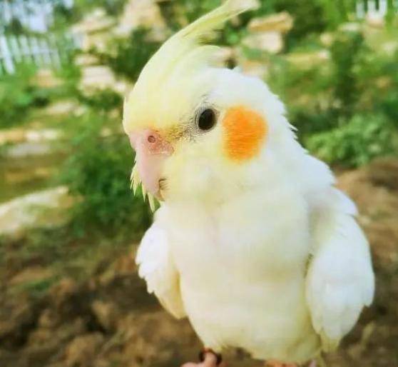 什么品种的鹦鹉适合家养 76b09a992eca4989928d496c8e565b7b.jpeg