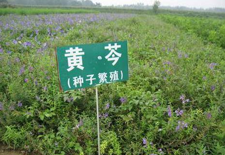 实施三年倍增计划→牡丹江中草药种植基地力争突破20万亩_农业