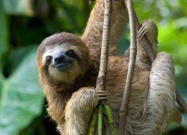 世界上最懒的动物,至今还没毁灭,从远古时期活到现在