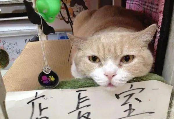 知名网红猫逝世，万名粉丝泪目：你永远活在我们心中！