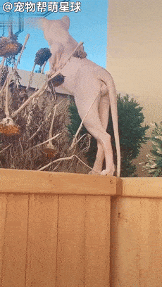 全裸美猫在线撩人,双腿交叉尽显妖娆,只不过这翘臀中间怎么有蛋?