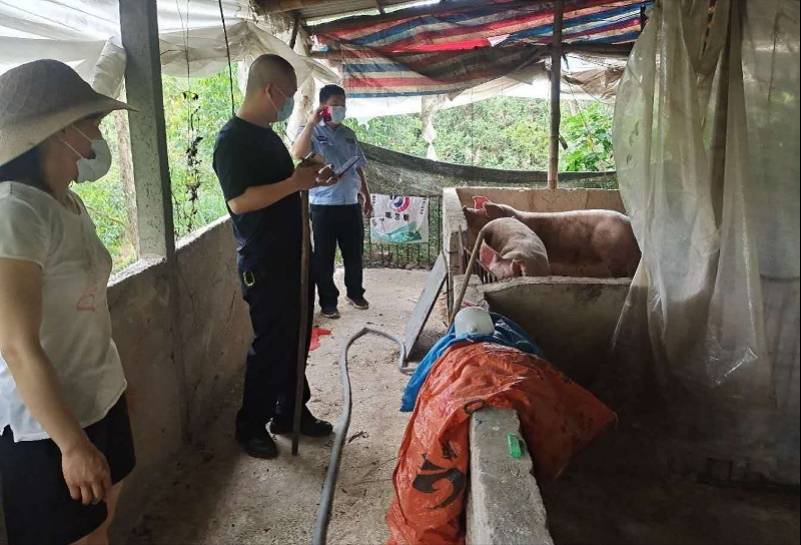 博罗发生盗窃种猪案，5名嫌犯落网，追回4头被盗