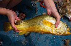 渔民捕获7斤野生大黄鱼！一次怀卵量100万粒，为何吃到快灭绝了？