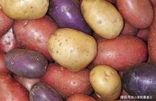 冬天买土豆，记得分清黄皮，白皮和红皮，口感差别大，吃法大不同