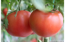 买西红柿别只知道挑红的，记住这4点，有没有催熟一看就知道