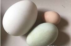 买鸡蛋挑大的好还是小的好？养鸡场员工：这4种鸡蛋买了也不能吃