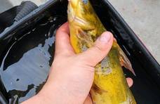 黄颡鱼吞食刀鳅结果同归于尽，钓鱼人捡走一起煮了，称“鲜得很”