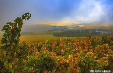 法国西南部欧克和其他葡萄酒产区的餐酒简介