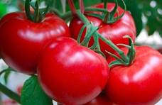 秋天常吃番茄身体好，但也要注意番茄一大禁忌，大家来了解一下吧