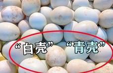 买鸭蛋时，选“青壳”还是“白壳”？区别很大，弄清楚再买不吃亏