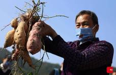 高山之上番薯飘香 广州从化高山番薯喜丰收，乡村振兴添活力