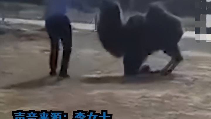 商丘一景区骆驼被轮番棒打屈膝求饶都没停手,你怎么看?
