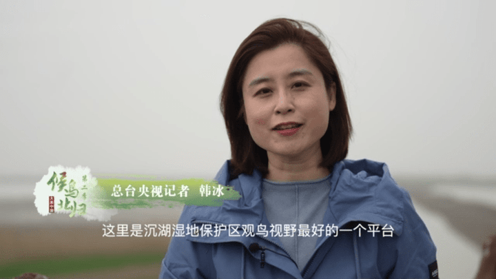 大美中国候鸟北归,你去过湖北沉湖湿地吗?